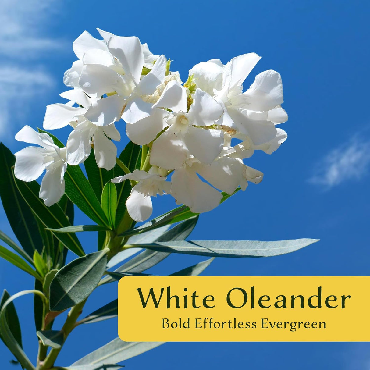 CitronellaKing 6 White Oleander Shrubs | Live Plants in 2.5-inch Nursery Cubes | “Sister Agnes” Variety | Deer-Resistant Evergreen Perennial | Stunning White Blooms for Outdoor Hedges & Garden Landscaping