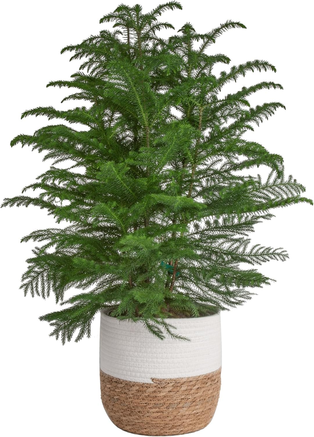 Costa Farms Norfolk Island Pine Tree