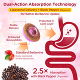 2000mg Liposomal Berberine Supplement Gummies | High Potency Berberine HCL Activates AMPK with Ceylon Cinnamon | Dual Gut–Glucose Innovation | Advanced Absorption | Zero Sugar Mixed-Berry | 120 Count