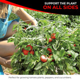 Cedar Ridge Square Foldable Tomato Cages - Heavy Duty Plant Support for Vegetable Garden, Vegetables, and Flowers - Stakes and Trellis for Climbing Plants - Made in The USA (13x40) - 3-Pack