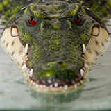 Benhurb Pond Floating Alligator Head Decoy, Pools Float Fake Gator Head Duck Detterent Crocodile Head Decoy for Koi Garden Yard Decoration Swimming Pool Animal Protector