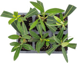 CitronellaKing 6 White Oleander Shrubs | Live Plants in 2.5-inch Nursery Cubes | “Sister Agnes” Variety | Deer-Resistant Evergreen Perennial | Stunning White Blooms for Outdoor Hedges & Garden Landscaping