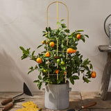 Taoskai 5 Pack 4 Feet U-Shape Bamboo Trellis, Natural Bamboo Trellis for Climbing Plants, Vegetables, Cucumber, Tomato, Outdoor and Indoor Potted Plants