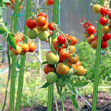 BOTINDO Garden Stakes 36 Inches Sturdy Green Plant Sticks 25 Pack, Metal Tomato Stakes Support, Yard Plant Support Cage for Potted Plants, Tomatoes, Trees, Cucumber, Fences, Beans (36 inch)