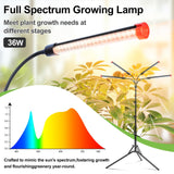 FRGROW 4Head Grow Light with Stand for Tall Indoor Plants, Bonsai Tree, Bright Full Spectrum Plant Growing Lamps, 4/8/12/16/20H Timer, 36 Watt Power Draw, NO Need Adapter, 360° Gooseneck