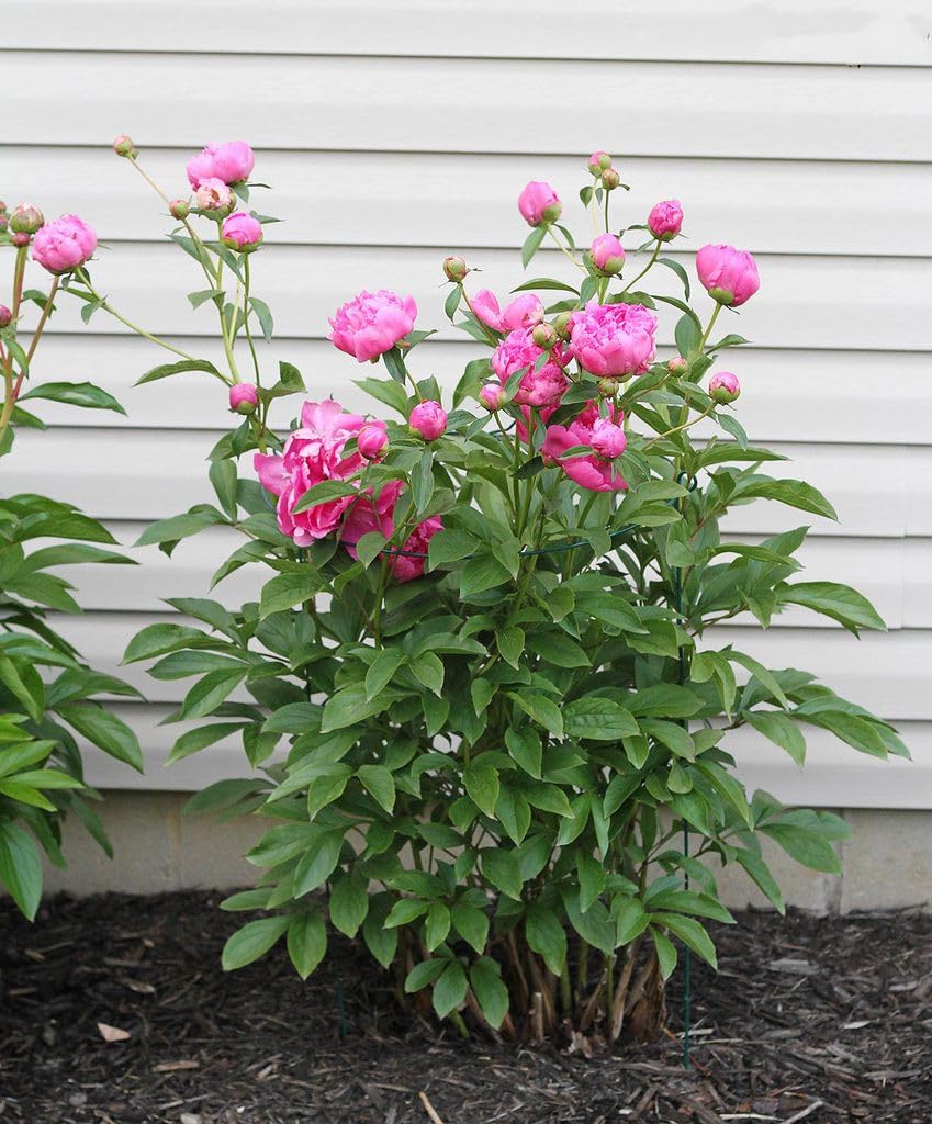 MTB Supply 5 Pack 36" x 18" Peony Double Ring Plant Support,Plant Support Stakes for Tomatoes Peony Lily Rose Plant Support Rings Peony Cages for Outdoor Plants Flowers Vegetables