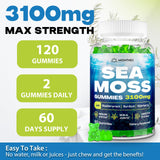 Sea Moss Gummies, 3100mg Irish True Sea Moss Seamoss Gummies for Women & Men with Bladderwrack, Burdock Root, Elderberry Vitamin C and Zinc for Detox Cleanse, Immune, Skin, Digestive, Organic, 120Ct