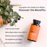 Akkermansia Probiotic | GLP-1 Supplement for Gut Health, Akkermansia Muciniphila, 2 Billion CFU Live Strain for Men & Women (60 Capsules, 1-Pack) - Inulin Prebiotic Fiber, Increases GLP1 Production