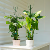 8 Pack Monstera Plant Support Stakes, Detachable Twig Plant Support