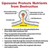 Liposomal Astaxanthin Supplement 24MG, Maximum Absorption, Antioxidant Stronger Than VIT C, Non-GMO & Gluten Free - 120 Softgels(4 Months Supply)