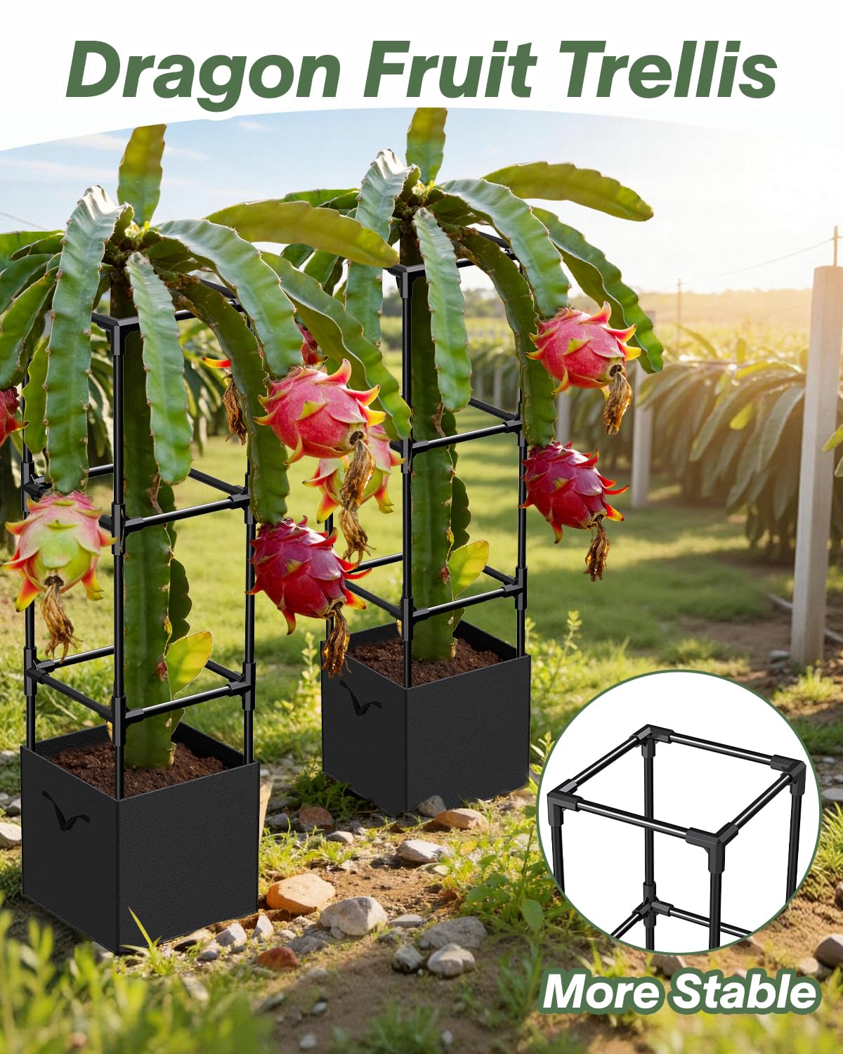 2PCS Dragon Fruit Trellis for Climbing Plants Indoor Outdoor, Heavy Duty Metal Adjustable Vertical Garden Support for Indoor Outdoor Potted Plants, Tomato, Cactus, Roses,Vines(12 * 12 * 47inch,2PC)