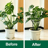 Tall Heavy-Duty 24in Plant Support Stakes - 8 Pack Adjustable Peony Cages & Supports for Outdoor Plants, Half-Round Garden Stakes for Hydrangea, Roses with Extension Stakes