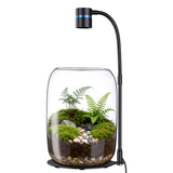 Yeeweek Glass Plant Terrarium with LED Grow Light, Grow Light for Terrarium, Small Desktop Indoor Planter for Venus Fly Trap, Moss & Succulents, Borosilicate Decor Jar for Plant Lovers