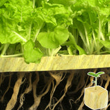 Halatool 1.5 in Rockwool Cubes for Hydroponics, 196 Plugs Seed Starter Cube
