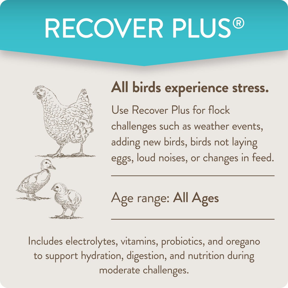 FlockLeader Recover Plus Moderate Stress Probiotic Water Supplement for Chickens with Electrolytes & Oregano, 8 oz