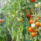 Growsun 6ft 50 Pack Tomato Stakes Plant Stake Supports Garden Fences Trellis Metal Plastic Coated Plant Cage Supports Climbing