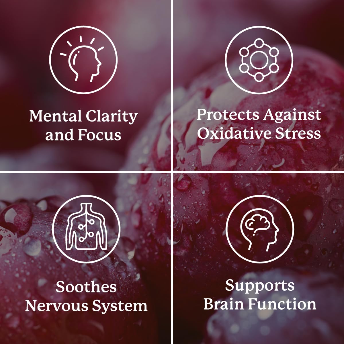 Nature's Sunshine Focus Attention, 90 Capsules, Provides Nutrients That Help Maintain Normal Brain-Stimulation Levels While Supporting Blood Circulation and Neurotransmitter Levels in The Brain