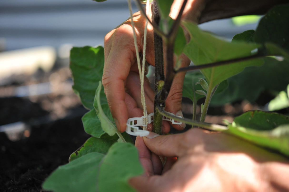 Compostable Trellis Clips (Compostable, 100, Units)