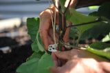 Compostable Trellis Clips (Compostable, 100, Units)
