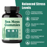 Hemdnt Sea Moss Gummies 16-in-1, with Bladderwrack & Burdock Root, Organic Immune Support, Energy, Digestion – Vegan, Non-GMO, Gluten-Free (60 Gummies)