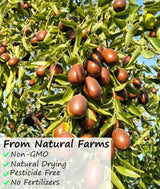 Premium Jujube Red Dates 3LB/1359g,Selected Dried Fruit,Big & Delicious,100% Natural 红枣