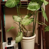 Garmeinea 6 Pack Plant Support Cages 18 Inches Small Tomato Cages and Supports with Adjustable Rings for Garden Pots, Climbing Plants, Bonus 98 Feet Twist Ties