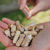 North Spore Organic Shiitake Outdoor Mushroom Log Growing Kit | Includes 100 ct. Bag of Plug Spawn | Complete Log Starter Kit with Instructions | Handmade in Maine, USA