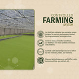 Premium Dried Wolffia globosa Superfood | Low Carb, High Protein 40% | Rich in Minerals, Vitamins A E B12 & Essential Amino Acids | The Future of Sustainable Plant-Based Nutrition 2.11 oz (60g)