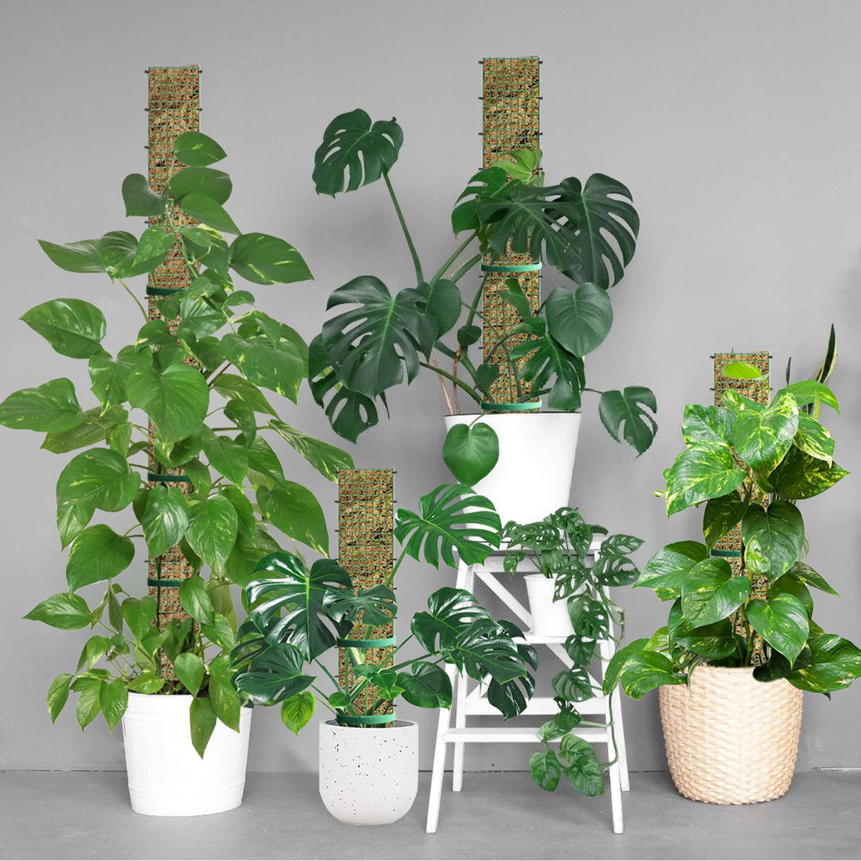 60"/40"/24" Metal Moss Pole, D Shape Sphagnum Moss Pole, Moss Poles for Climbing Plants, Monstera, Indoor Climbing Plants (6Pcs 40")