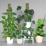 60"/40"/24" Metal Moss Pole, D Shape Sphagnum Moss Pole, Moss Poles for Climbing Plants, Monstera, Indoor Climbing Plants (6Pcs 40")