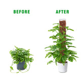 Bonviee 4-Pack 15-Inch Plastic Moss Poles for Monstera & Climbing Plants - Stackable to 60 Inches, Includes Sphagnum Moss & Garden Ties for Indoor Plant Support