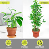 6 Pack Plant Support Stakes for Indoor Plants, 39.37 Inch Tall Twig Plant Sticks with Orchid Clips Twist Ties and Plant Ties for House Potted Monstera Plants Support, Green