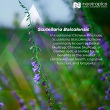 Nootropics Depot Baikal Skullcap Extract Tablets | 250mg | 60 Count | >15% Apigenin, >20% Baicalein, >50% Baicalin