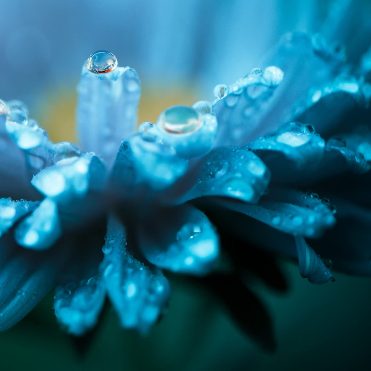 Nature's Sunshine Lymphatic Drainage, 2 Fl. Oz | Lymphatic Drainage Supplement Promotes The Efficient Drainage of The Lymphatic System to Promote Overall Health