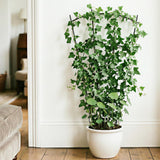 Thealyn 43" Tall Metal Plant Trellis Climbing Plant Support, 4 Pack Black