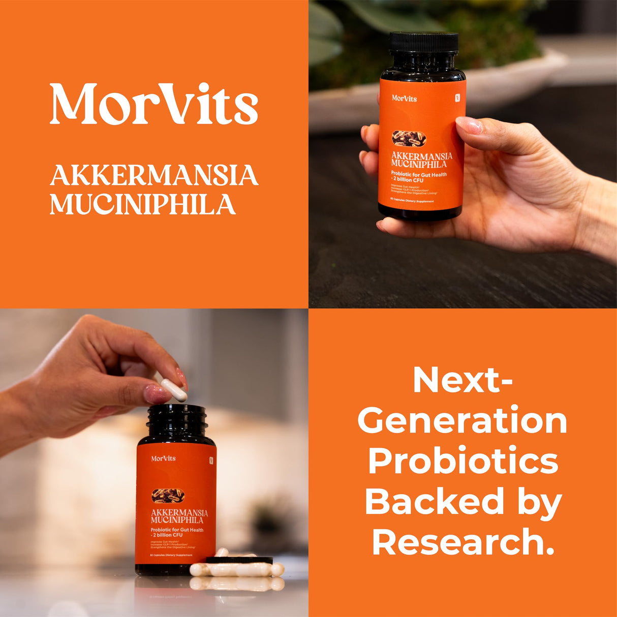 Akkermansia Probiotic | GLP-1 Supplement for Gut Health, Akkermansia Muciniphila, 2 Billion CFU Live Strain for Men & Women (60 Capsules, 1-Pack) - Inulin Prebiotic Fiber, Increases GLP1 Production