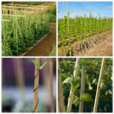 Mininfa Natural Bamboo Stakes 57 Inch (Approx 5 FEET), Eco-Friendly Garden Stakes, Plant Stakes Supports Climbing for Tomatoes, Trees, Beans, 20 Pack