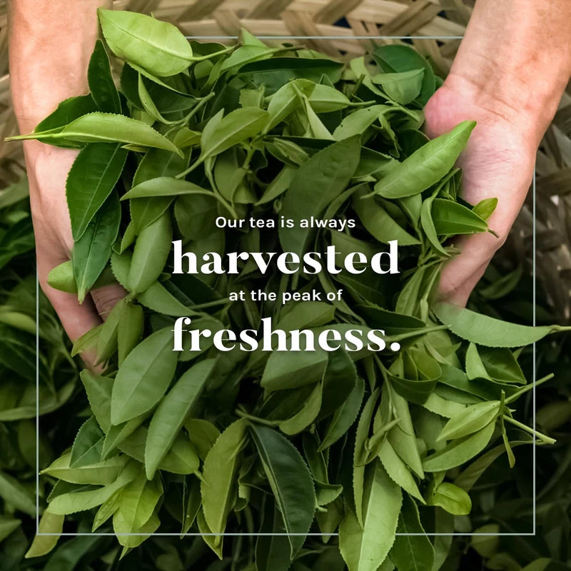 Uncle Lee’s Organic White Tea - Authentic Chinese Tea for Everyday Wellness, Low Caffeine, Antioxidant-Rich White Tea Bags, Individually Wrapped, 100 Count (Pack of 4) 