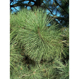 Coulter Pine | Small Tree Seedling | The Jonsteen Company