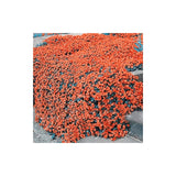 YEGAOL Garden 100Pcs Orange Creeping Thyme Seeds Non-GMO Perennial Fragrant Low Maintenance Herb Seeds Home Garden Backyard Plant