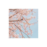 innisfree Cherry Blossom Dewy Glow Jam Cleanser Daily Face Wash, 32 Fl Oz (Pack of 1)