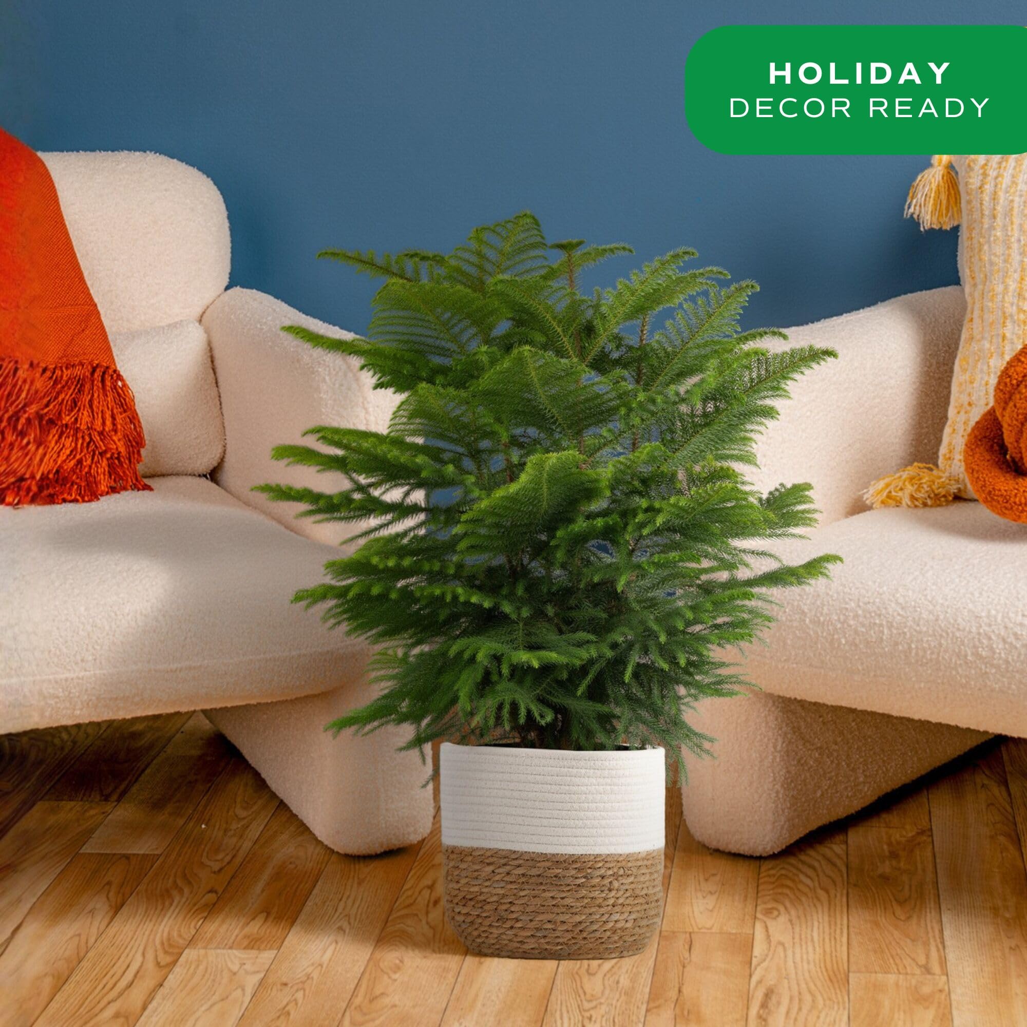 Costa Farms Norfolk Island Pine Tree - Thumbnail 3