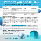 Sugar-Free Creatine Monohydrate Gummies (5g Per Packet) - Potent Creatine Gummies for Men & Women, Supplement for Muscle Support, Cellular Energy, Cognitive Function - Non-GMO, Gluten-Free, Vegan