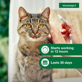 Advantage II Large Cat Topical Flea Treatment & Prevention, 4ct
