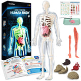 GobiDex Human Body Skeleton Model Kit, Glow in The Dark Science Kit for Kid