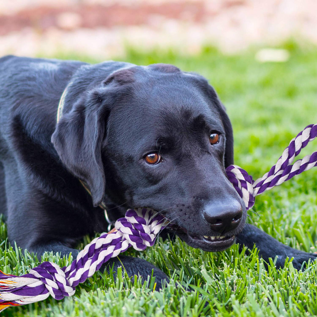 SHARLOVY Large Tough Chew Toys for Aggressive Chewers, 9 Pack Dog Rope Toys