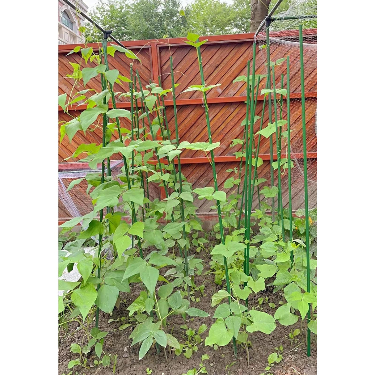 G-LEAF Garden Stakes 4 ft Plastic Coated Steel Tube Sturdy Metal Plant Sticks for Tomato,Cucumber,Bean,Tree,Pack of 50