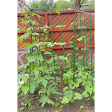 G-LEAF Garden Stakes 4 ft Plastic Coated Steel Tube Sturdy Metal Plant Sticks for Tomato,Cucumber,Bean,Tree,Pack of 50