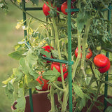 Frcctre 30 Pack 4 Ft Garden Stakes, 48 Inch Sturdy Green Plant Sticks, Plastic Coated Metal Tomato Stakes Support Plant Climbing Support for Tomatoes, Cucumber, Fences, Beans, Potted Plants