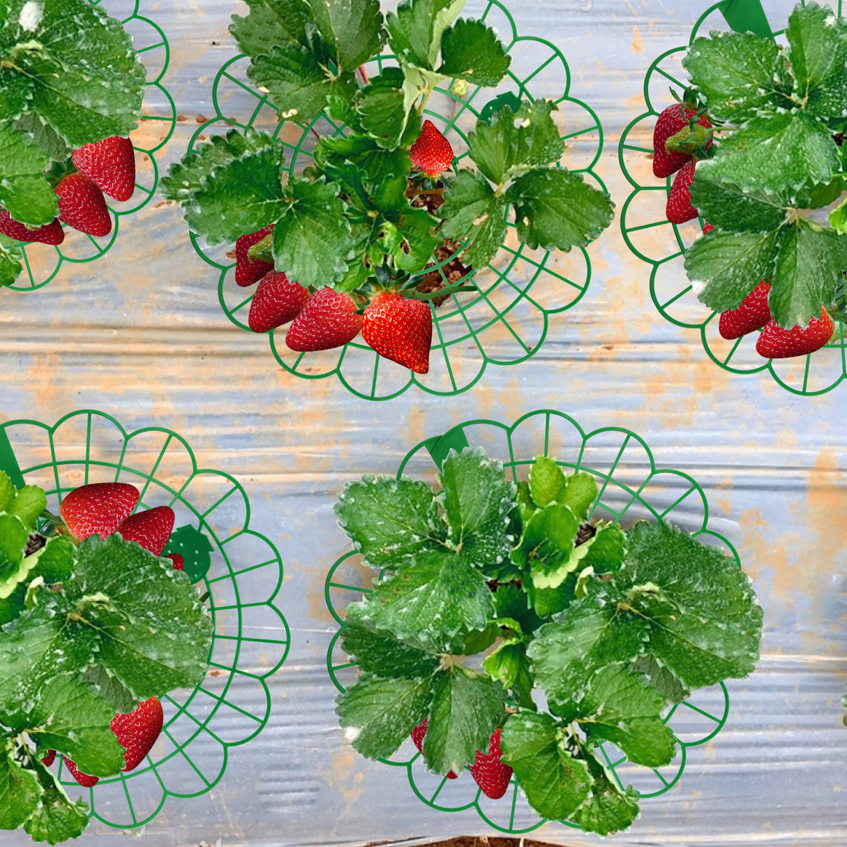Iceyyyy 10 Pack Strawberry Plant Stand Supports-Strawberry Plant Support Stand Rack with 4 Support Feets-Growing Frame Holder Cage to Keep Berries Clean and Prevent Rot